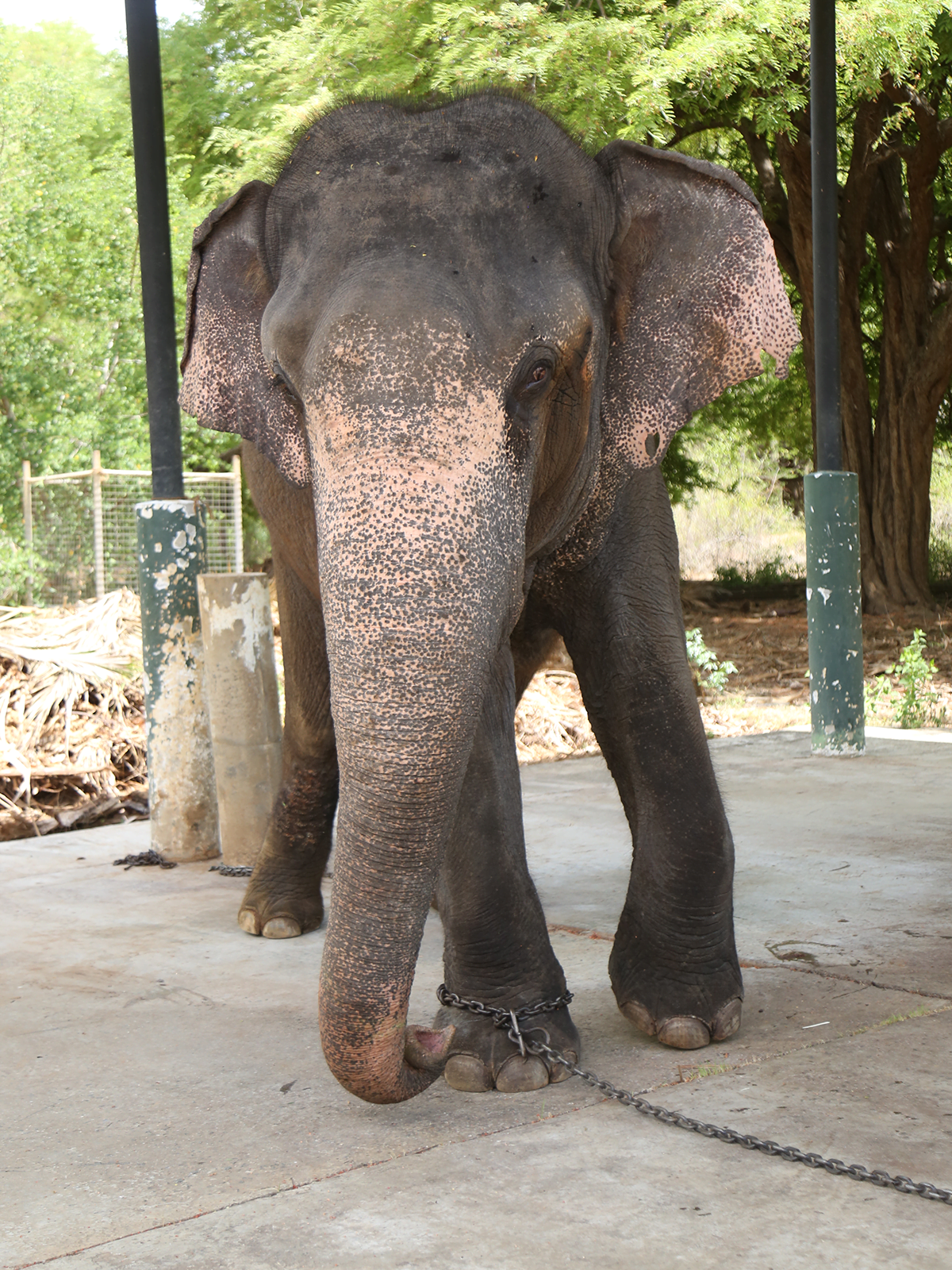 banu-2